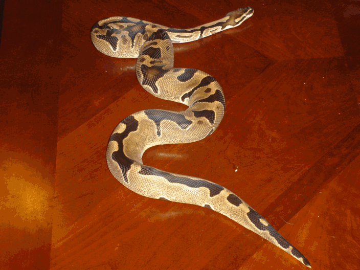 New pet