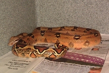 Bci