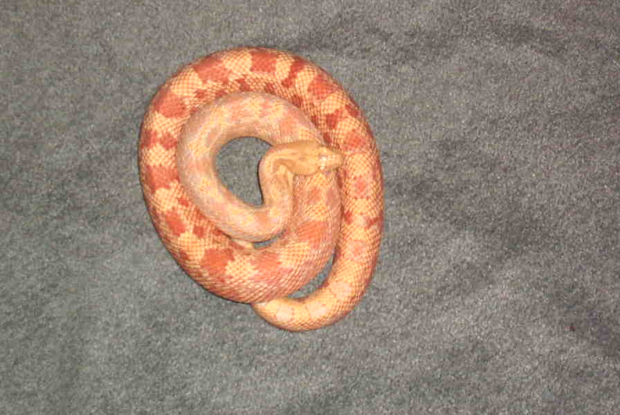albino melanoleucus