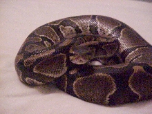More of Miss Hiss