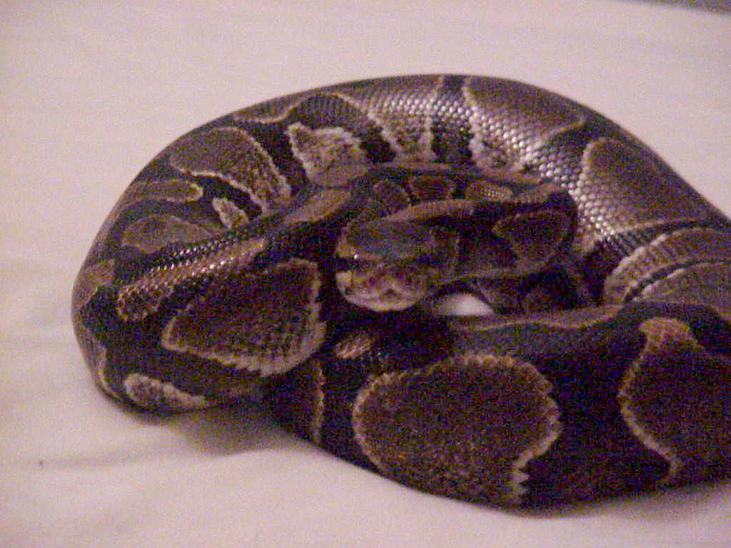 More of Miss Hiss