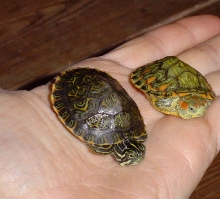 Two babies
