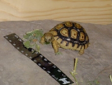 My leo