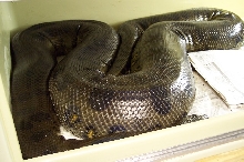 Large green ovulating