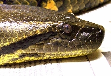 E. murinus