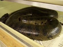 Gravid green basking