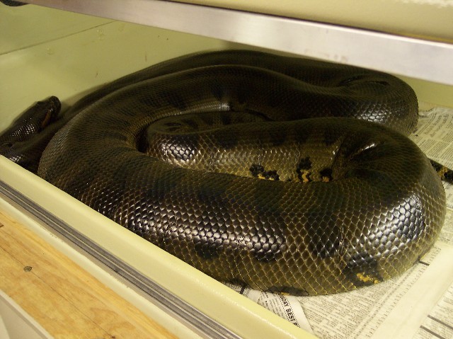 Gravid green basking