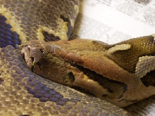 Sri Lanka python