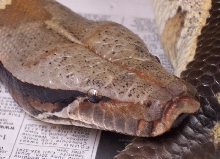 Malaysia brongersmai