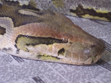 Ceylonese female