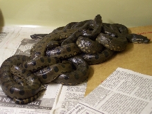 A few of the siblings born today.
