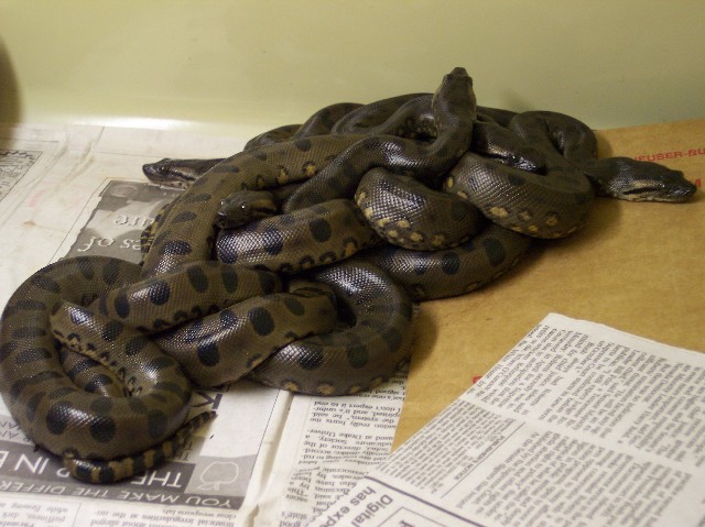 A few of the siblings born today.
