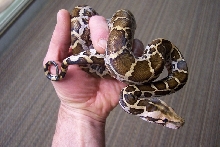 young Sri Lanka python