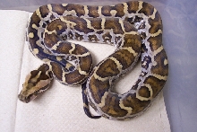 Sri Lanka hatchling