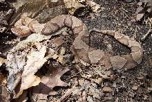 Osage copperhead 1