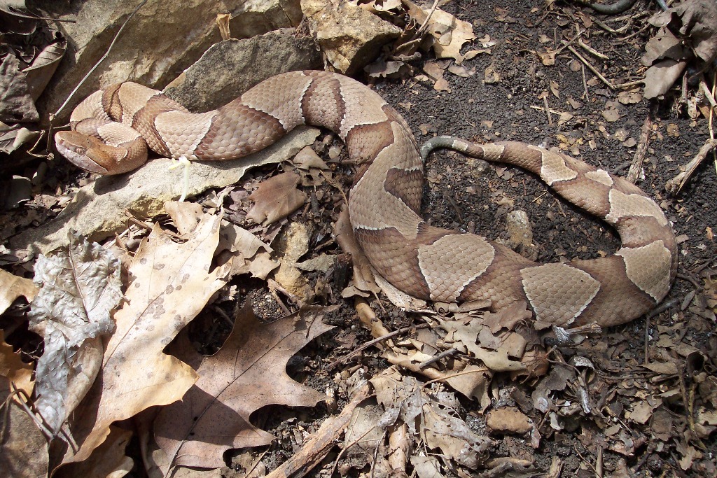 Osage copperhead 1