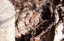 Osage copperhead 2