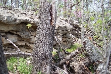 Osage copperhead habitat