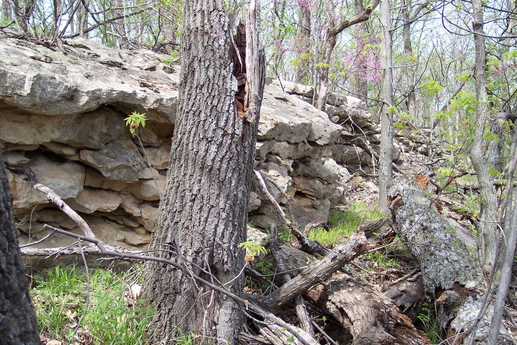 Osage copperhead habitat