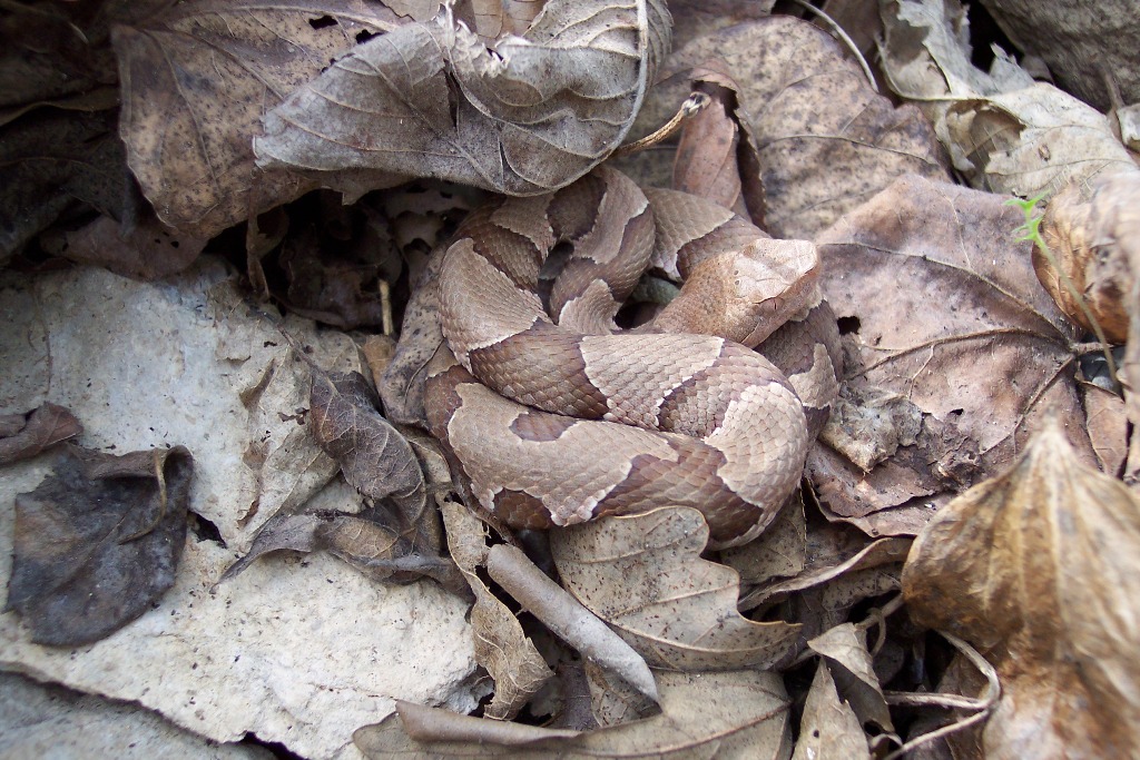 Osage copperhead 3