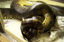 Green anacondas mating