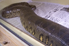 Large green ovulating  5/08