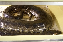Large gravid green - 7/08
