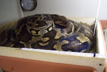 Sri Lanka maternal incubation