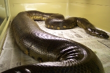 Large female ovulating - May 07