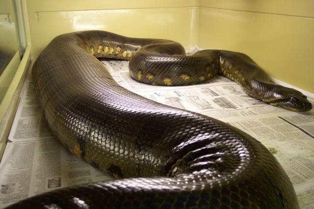 Large female ovulating - May 07