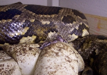 Sri Lanka hatching