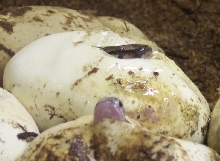 Sri Lanka hatching
