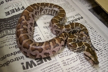 Newborn Sri Lanka