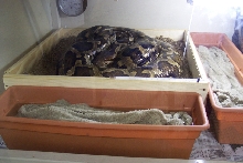 Setup for maternal incubation