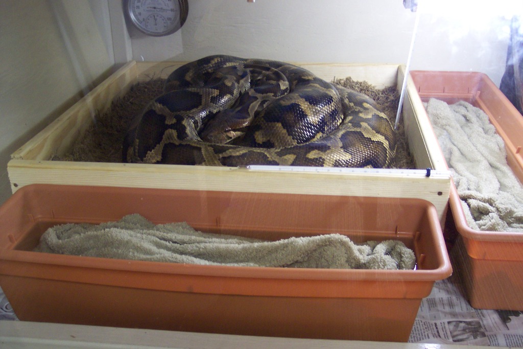 Setup for maternal incubation