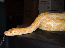 Albino Burm