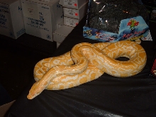 Albino Burm