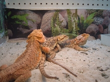 Beardie Trio