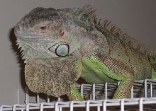 Ike on Birdcage