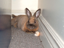 Laying In The Corner