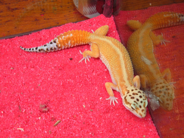 Leopard Gecko