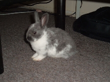 Rascal RIP Jan 2005 - March 2005