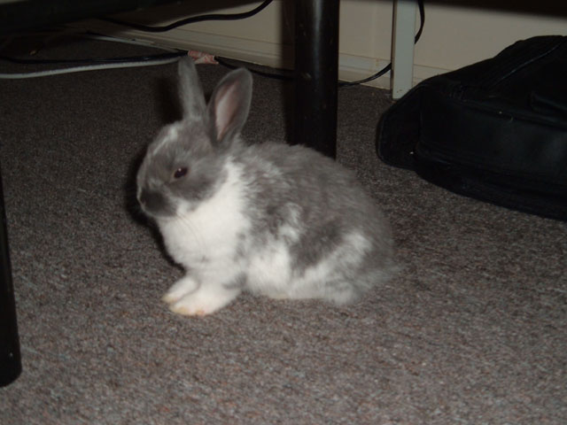 Rascal RIP Jan 2005 - March 2005