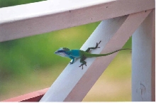 Unknown Cuban Lizard