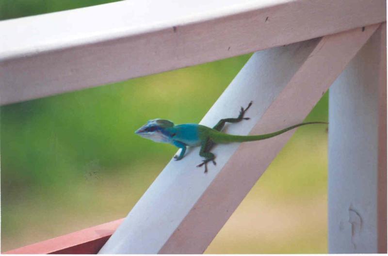 Unknown Cuban Lizard