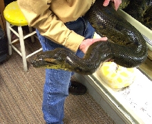 female green