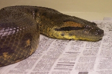 Adult female used in 2003 breeding.