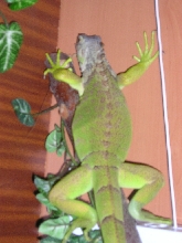 my Iguana