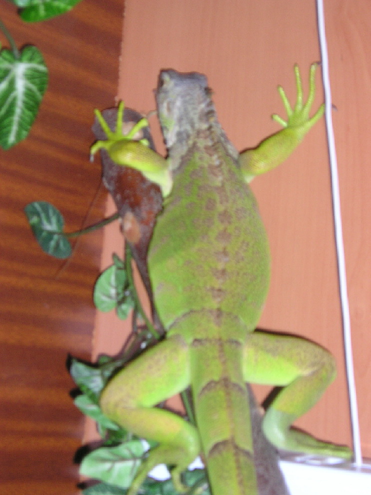 my Iguana