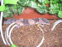 mi hemitheconyx